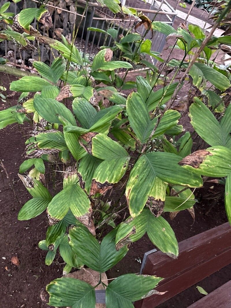 Chamaedorea brachypoda leaf