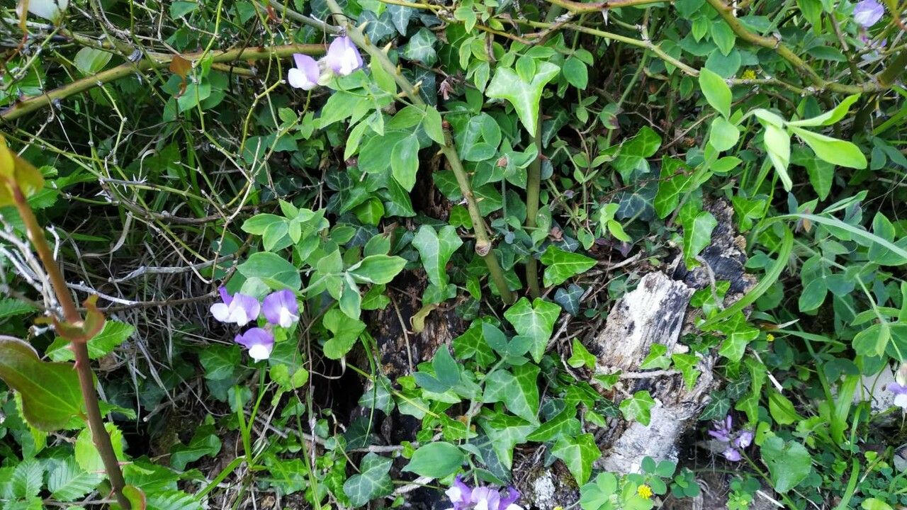Lathyrus nervosus flower