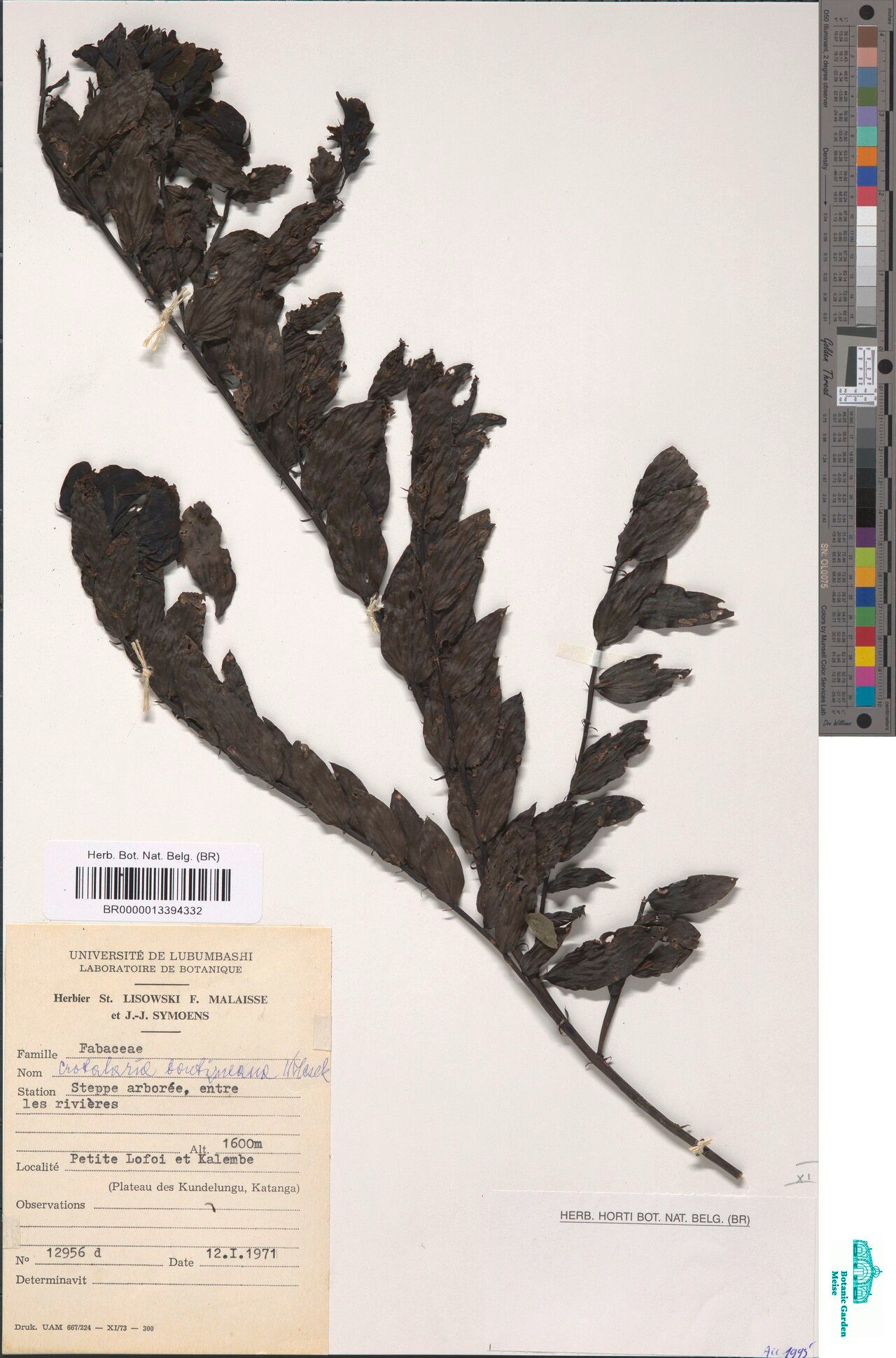 Crotalaria boutiqueana — houseplant care guide