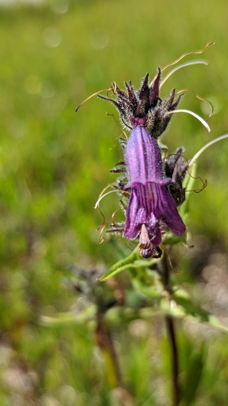 Penstemon whippleanus flower