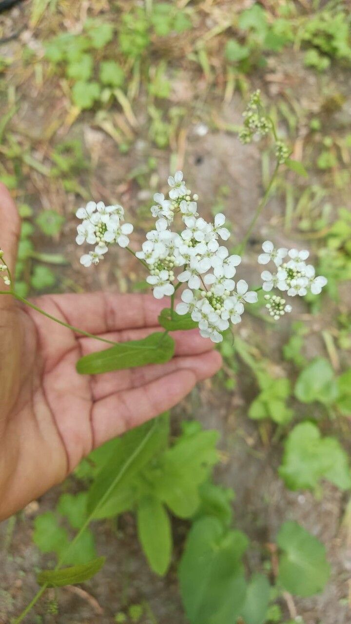 Peltaria alliacea flower