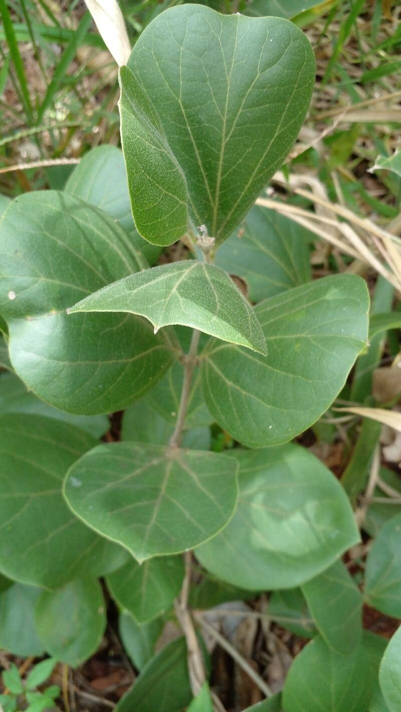 Fridericia platyphylla leaf