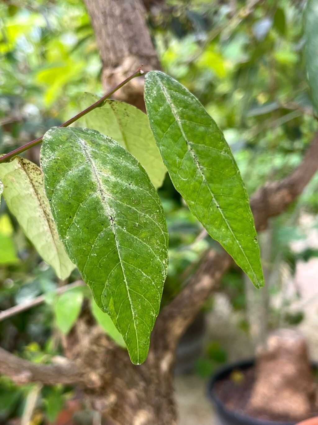 Sebastiania klotzschiana — related species from the same genus