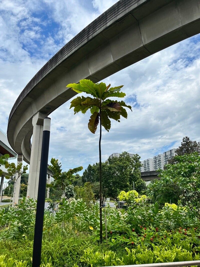 Dillenia reticulata — houseplant care guide