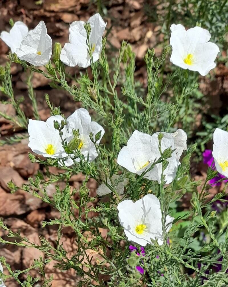 Nierembergia ericoides habit