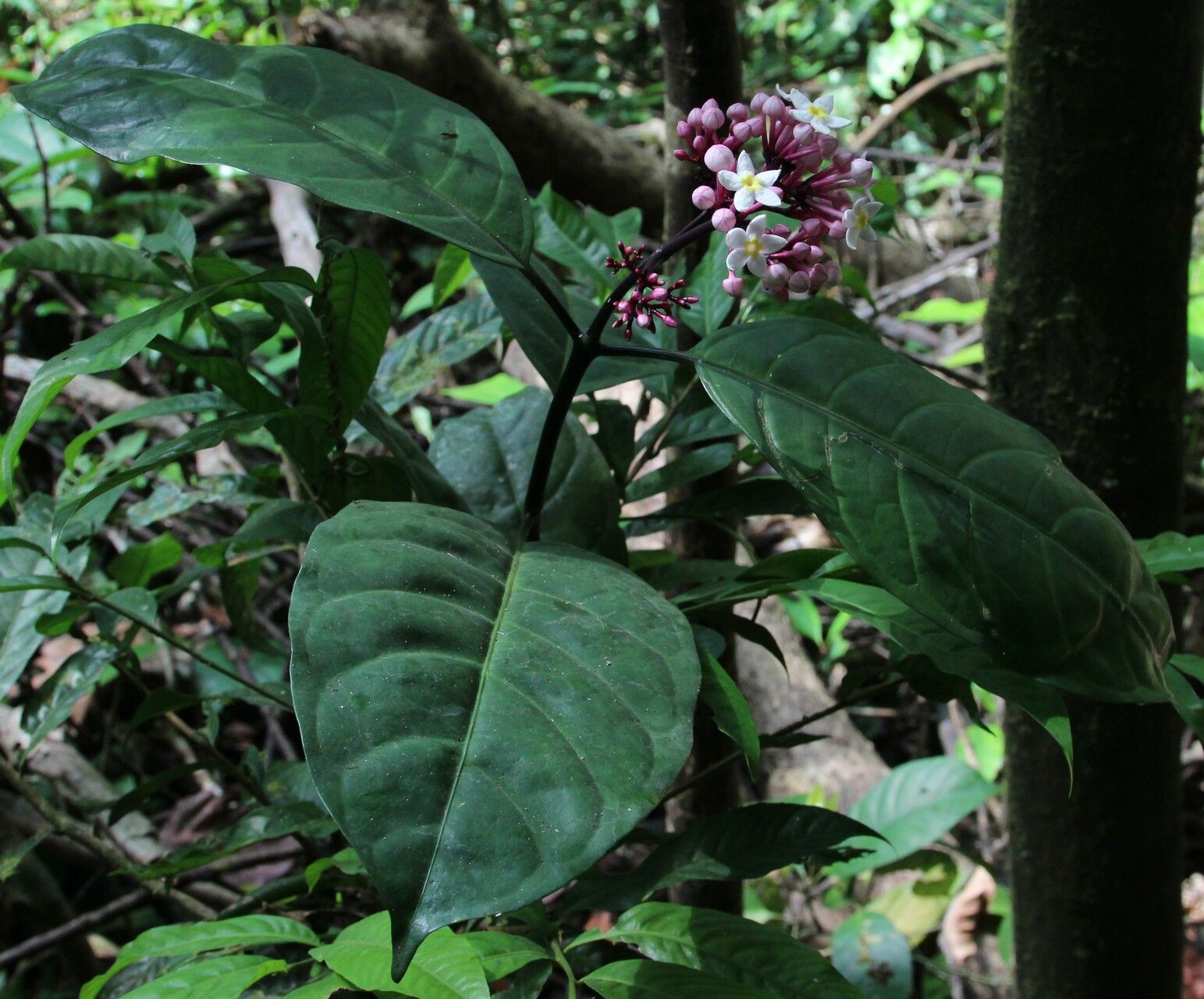 Chassalia zenkeri habit