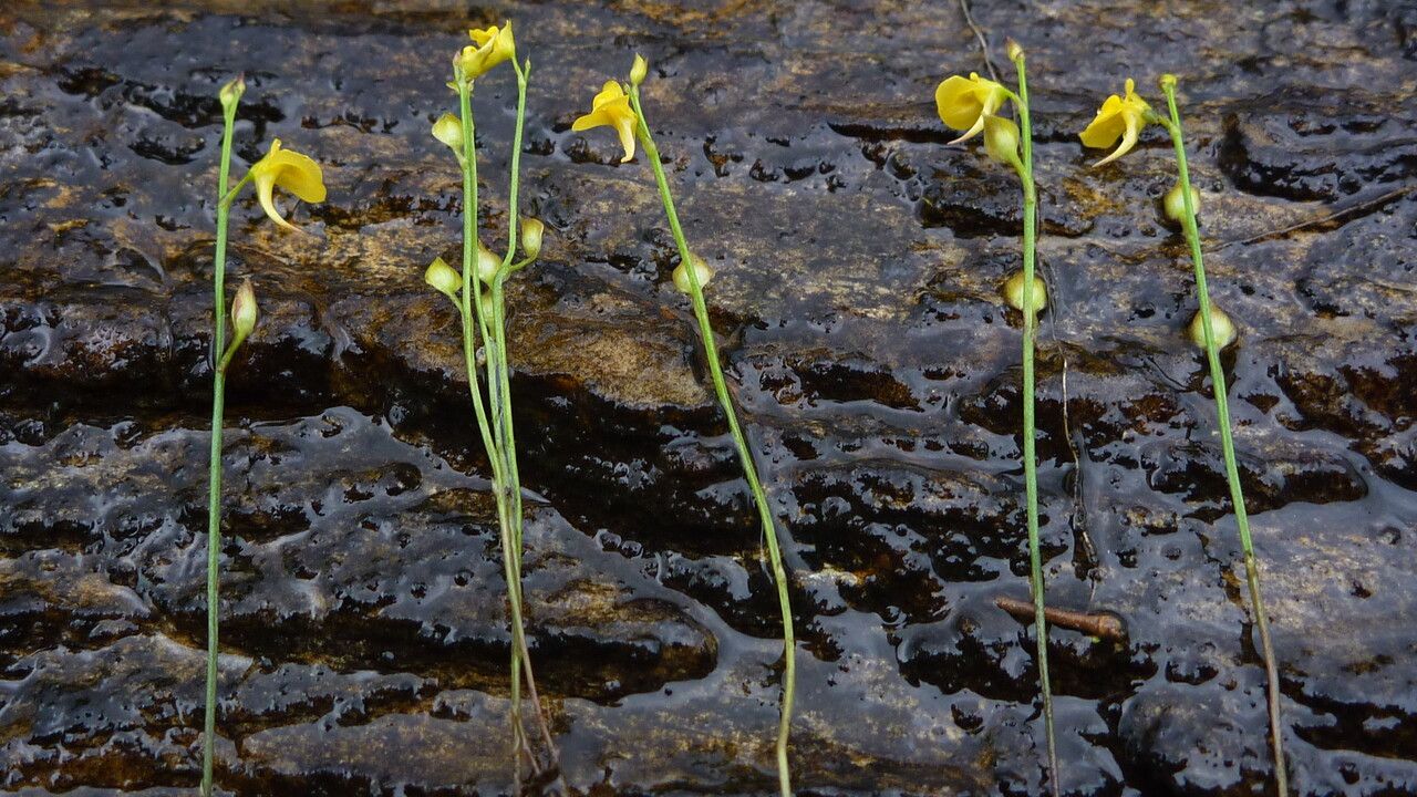Utricularia recta habit