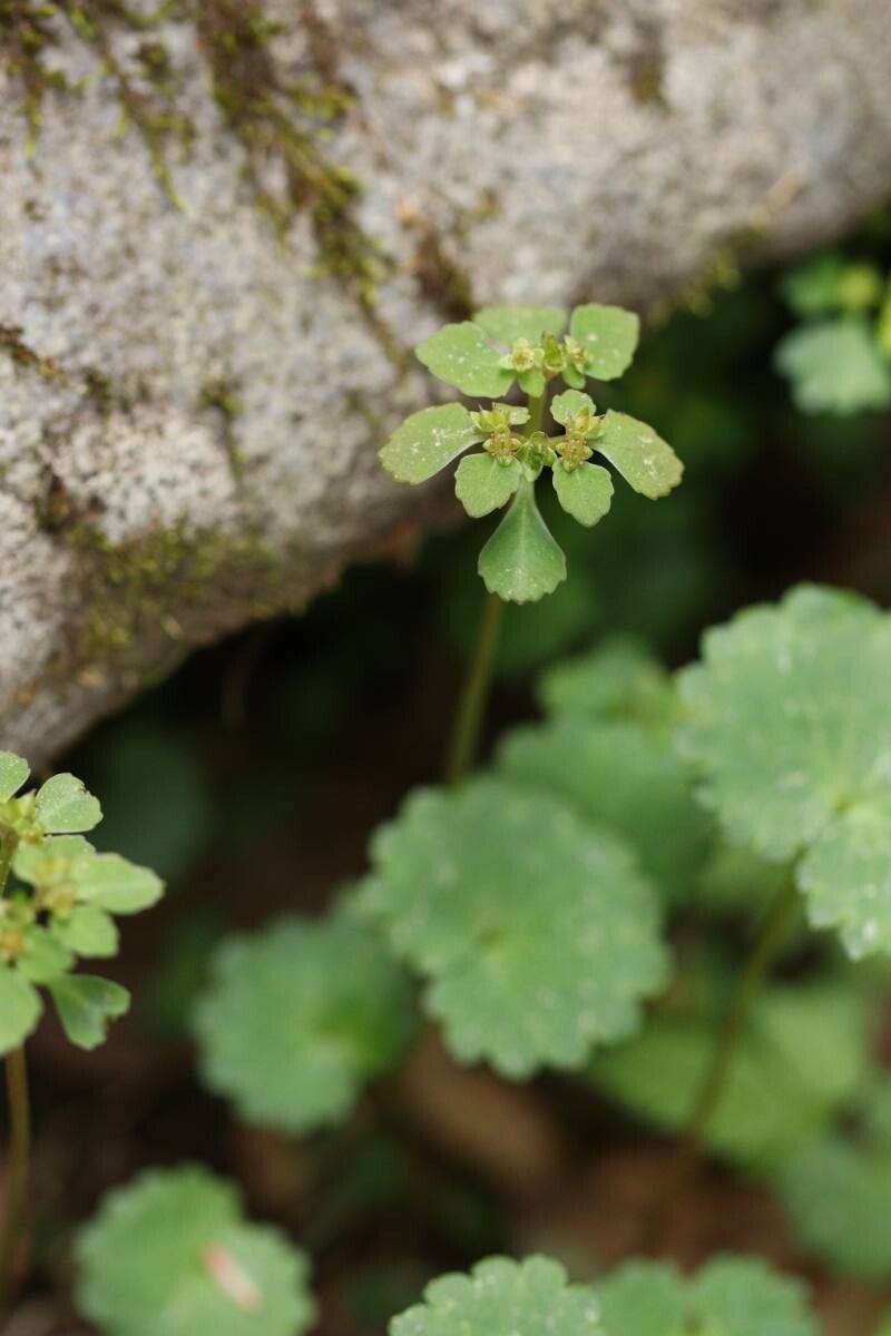 Chrysosplenium kamtschaticum flower