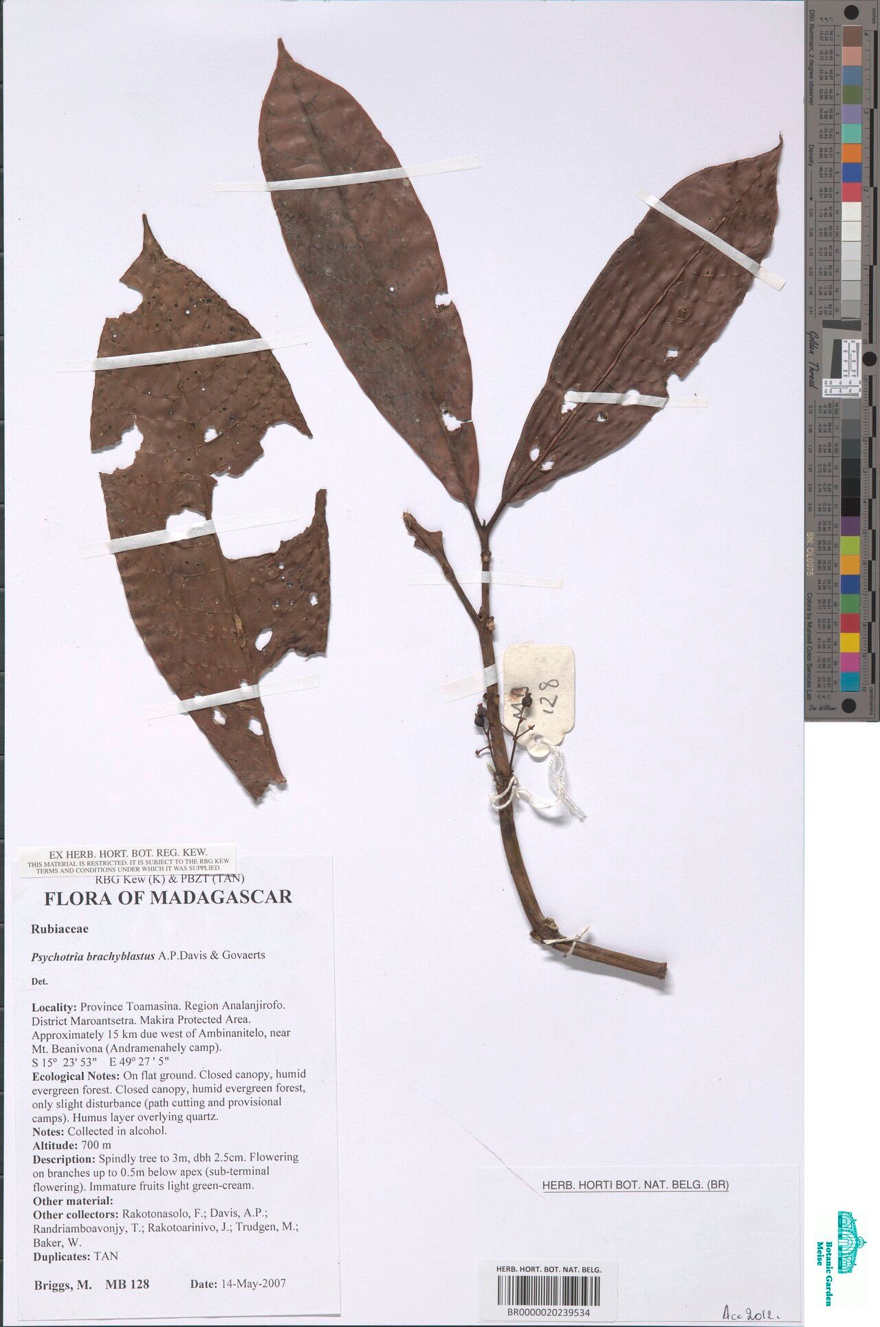 Psychotria brachyblastus — houseplant care guide