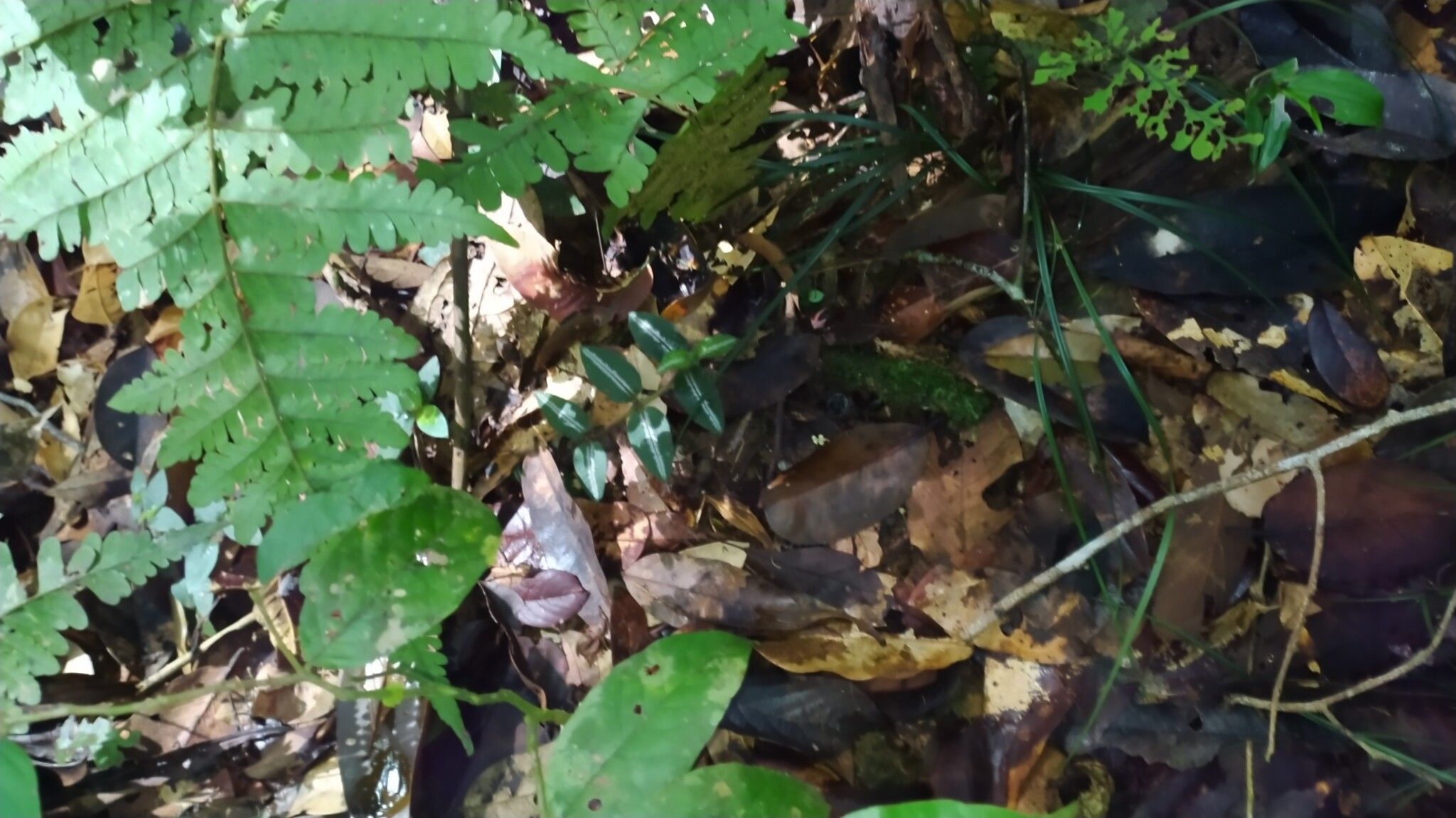 Palicourea debilis habit