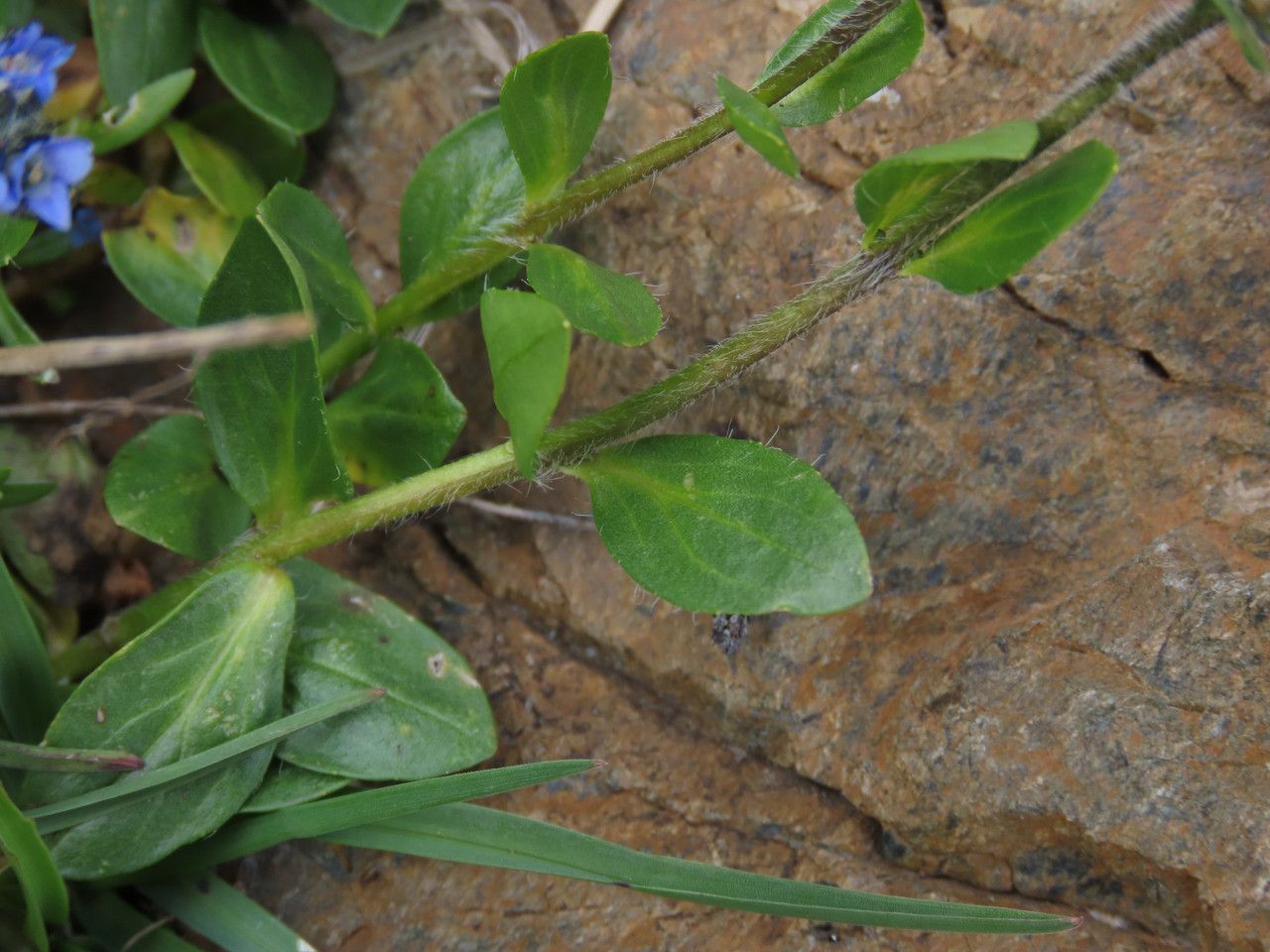 Veronica alpina leaf