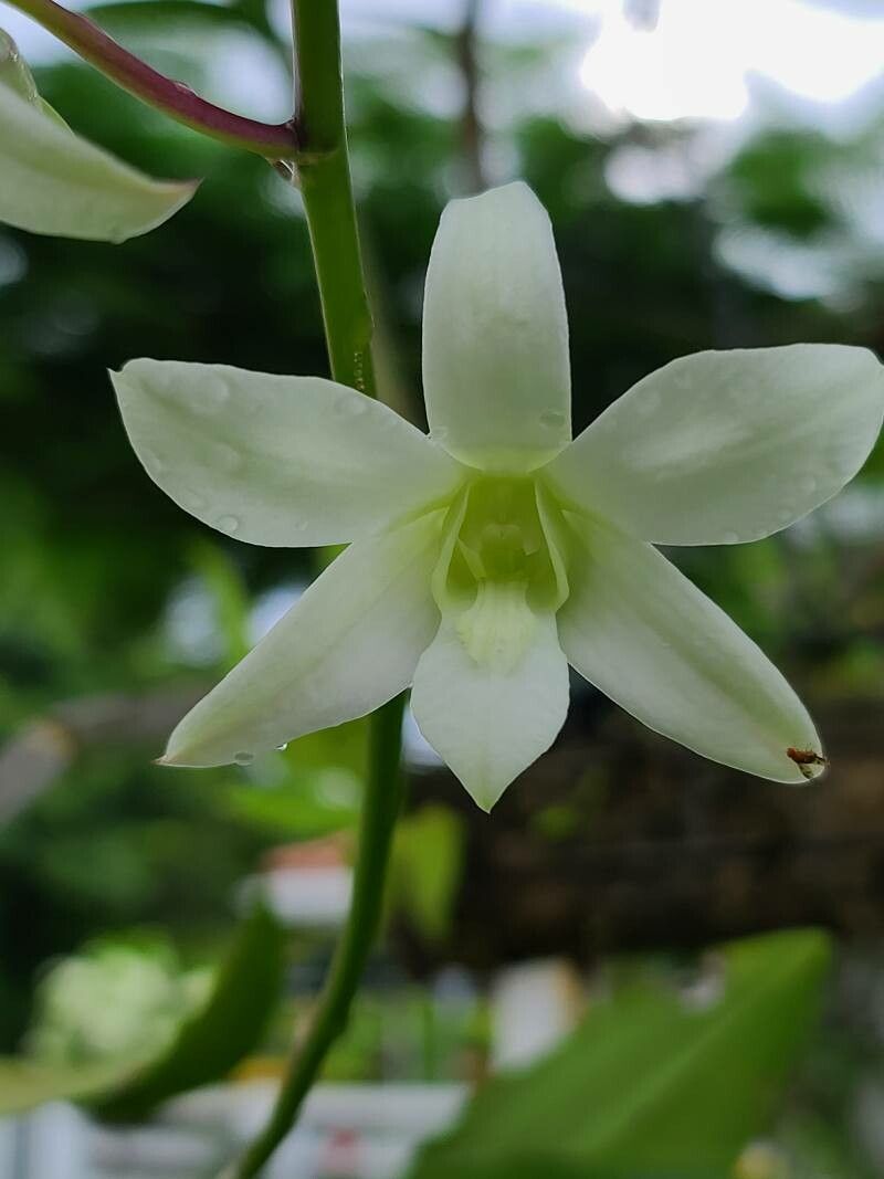 Vanilla hartii — houseplant care guide