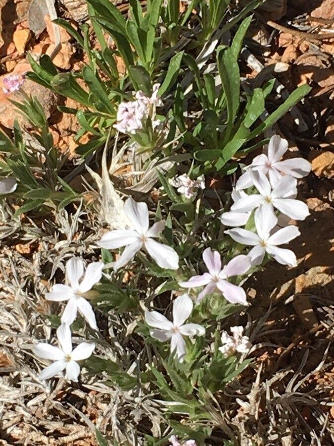 Phlox hoodii flower