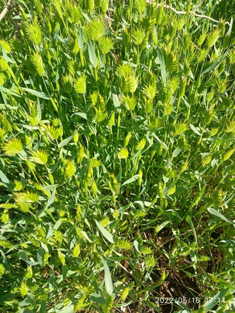 Eremopyrum triticeum — houseplant care guide