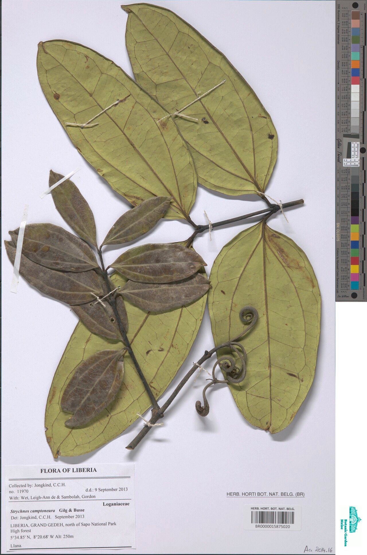 Strychnos camptoneura — houseplant care guide