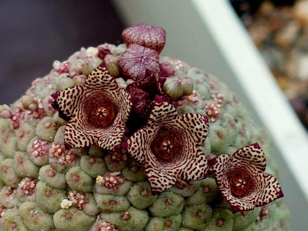 Larryleachia cactiformis flower