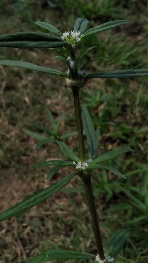 Spermacoce pusilla — search result for 'Spermacoce'