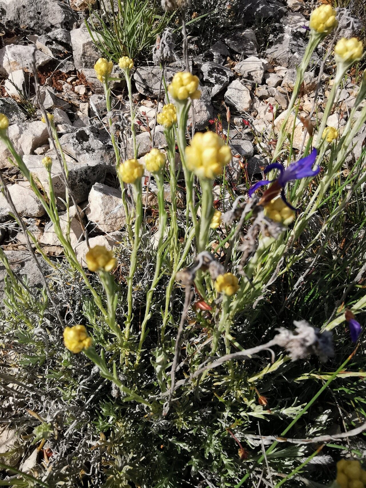 Helichrysum saxatile flower