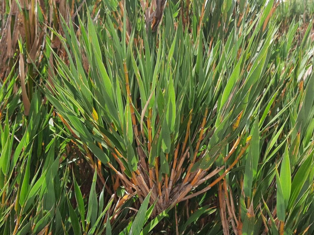 Chusquea subtessellata leaf