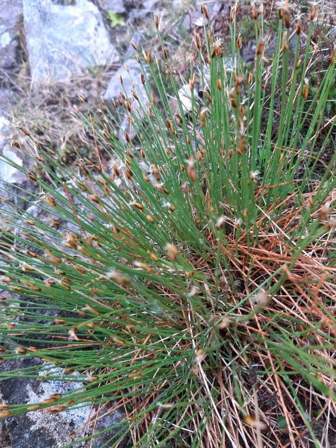 Trichophorum cespitosum