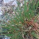 Trichophorum cespitosum