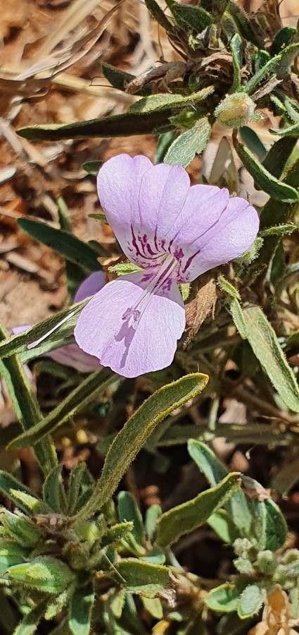 Barleria argentea flower