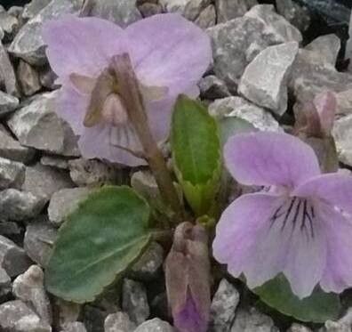 Viola jooi — houseplant care guide