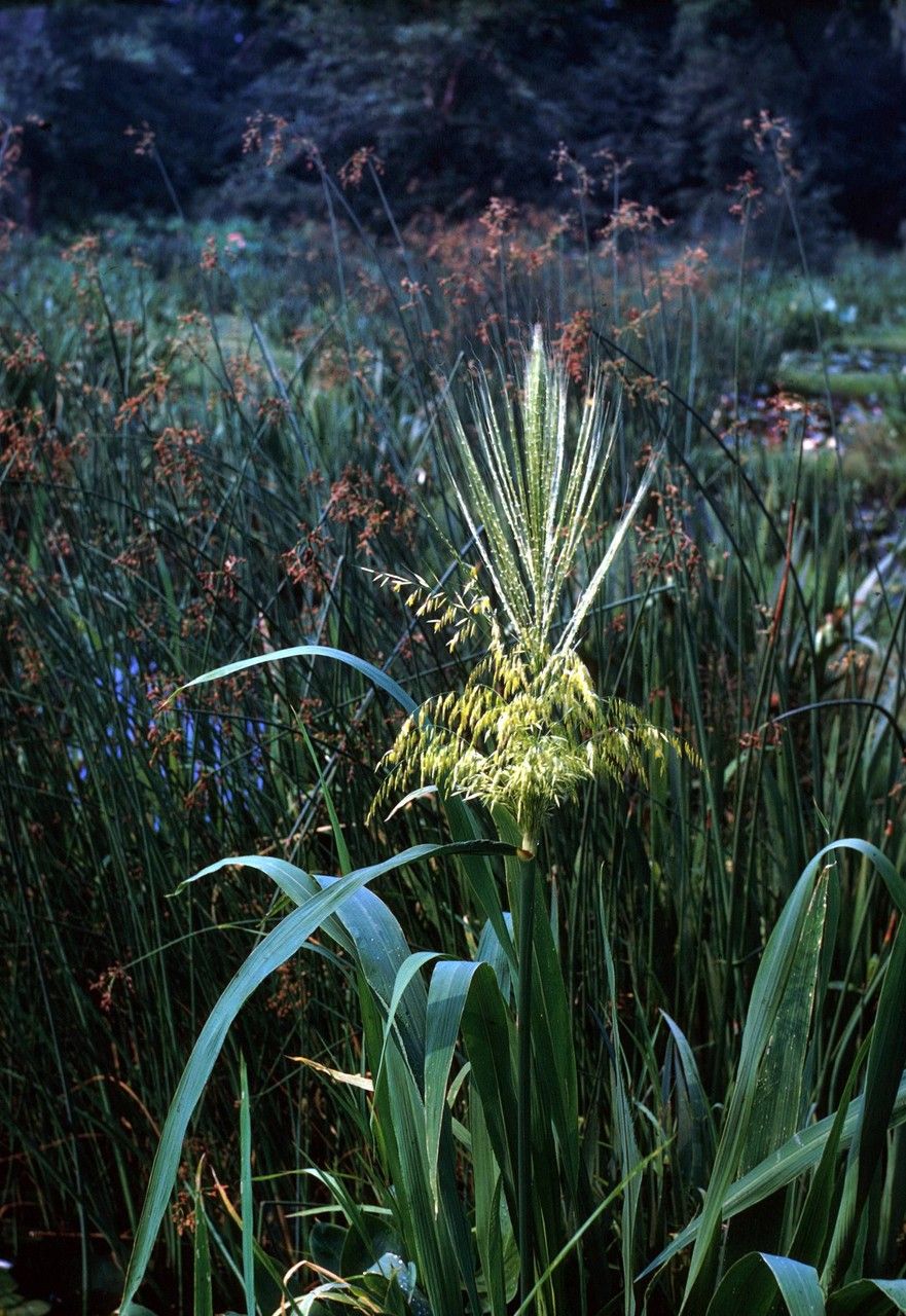 Zizania aquatica habit