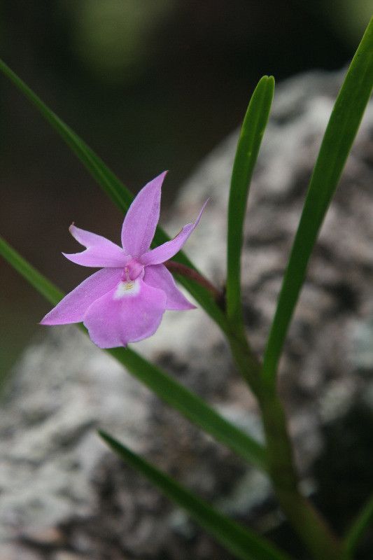Dimerandra elegans — related species from the same genus