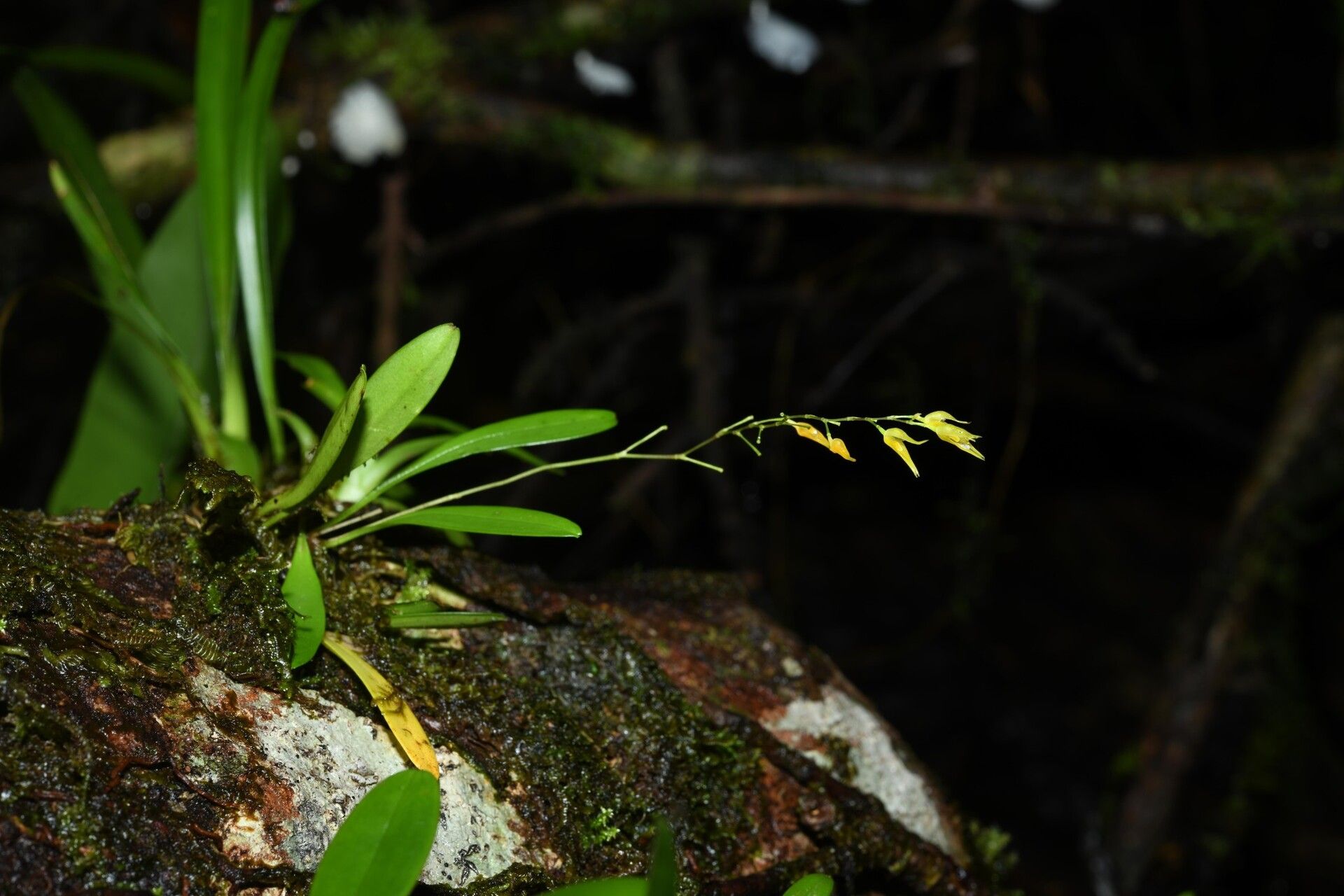 Specklinia picta habit