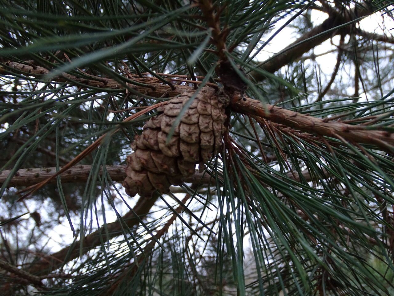 Pinus densiflora fruit