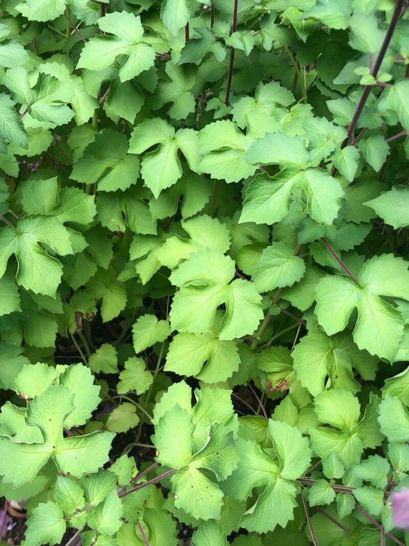 Sesamum trilobum leaf