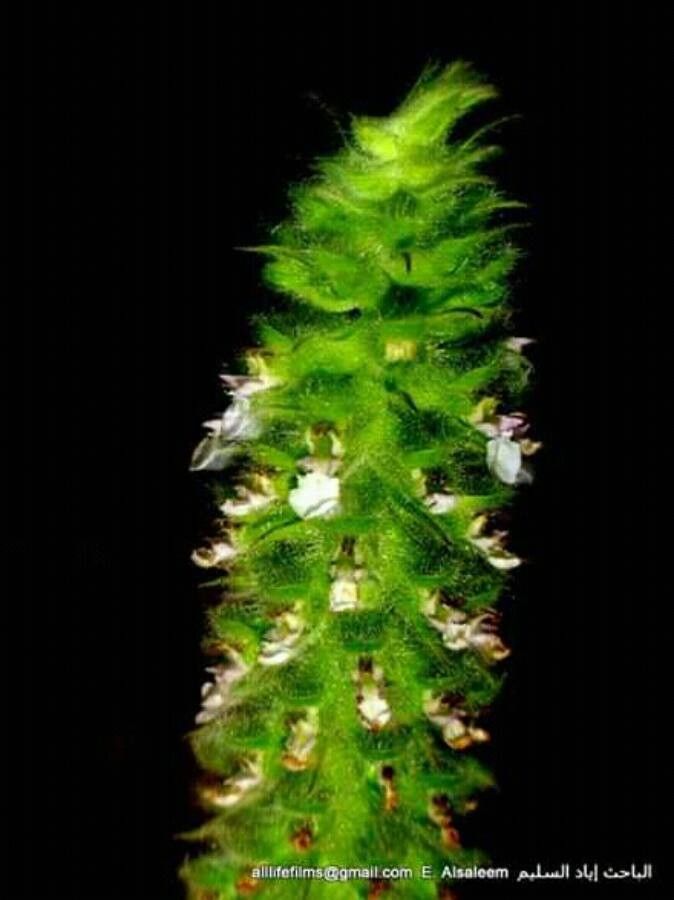 Teucrium lamiifolium flower