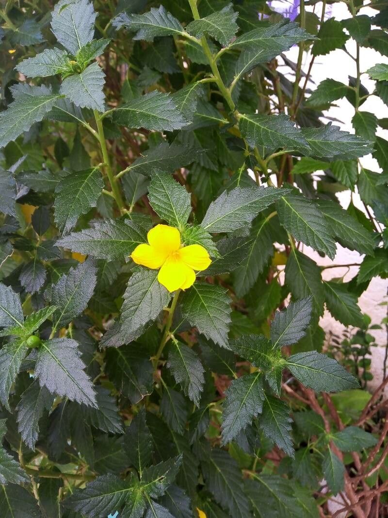 Piriqueta cistoides — houseplant care guide