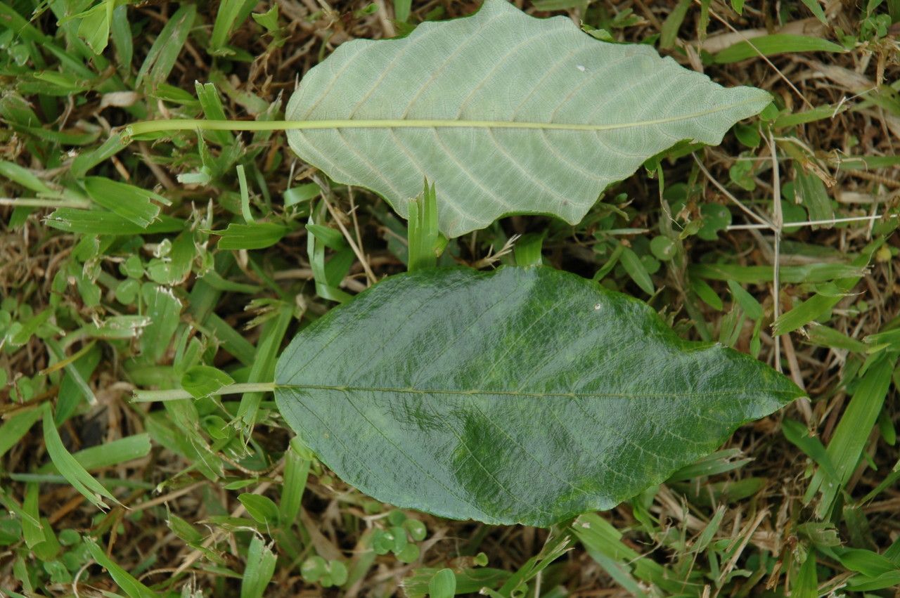 Alphitonia ponderosa — search result for 'Rhamnaceae'