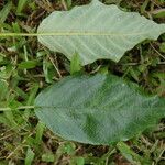 Alphitonia ponderosa