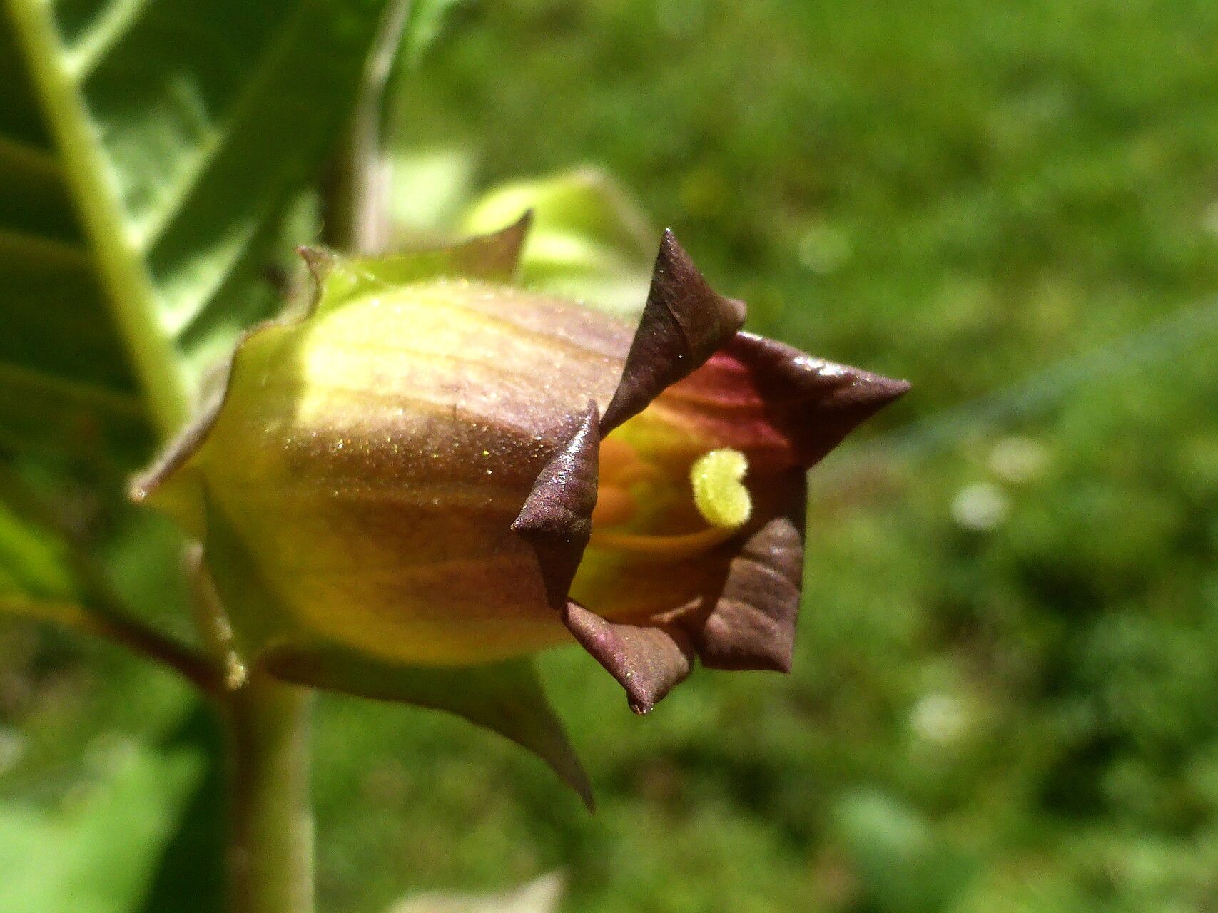 Atropa bella-donna flower