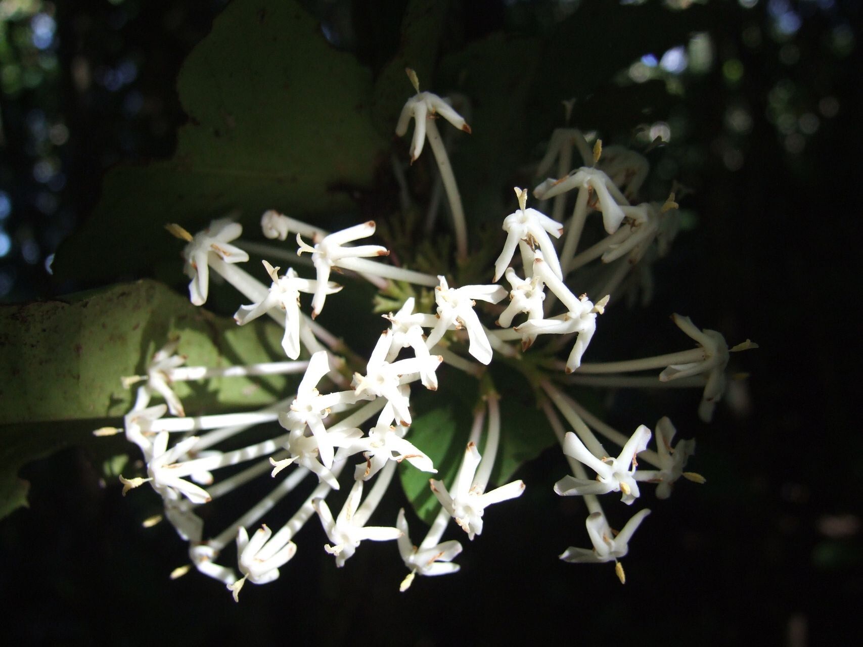 Ixora comptonii flower