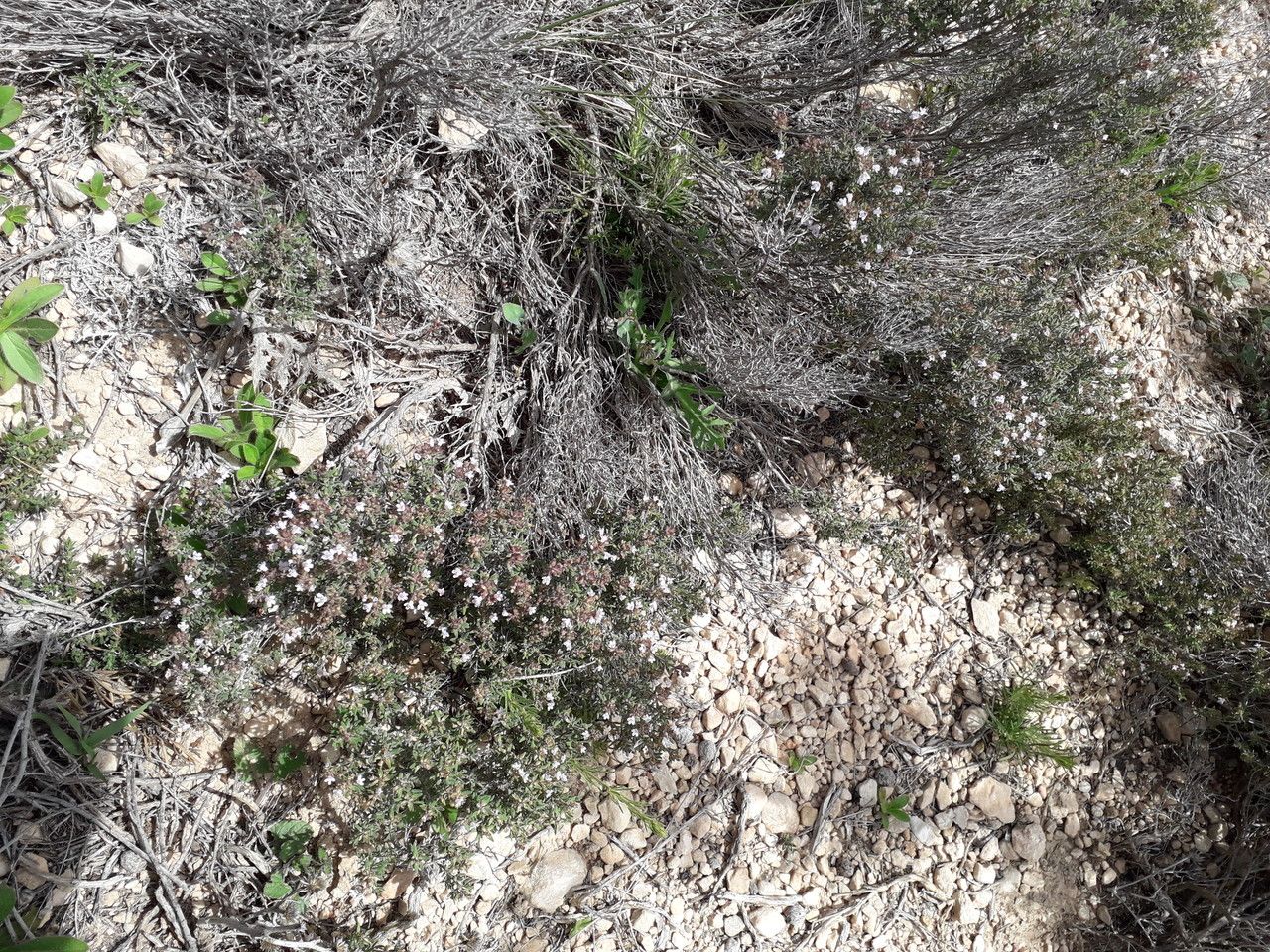 Thymus algeriensis habit