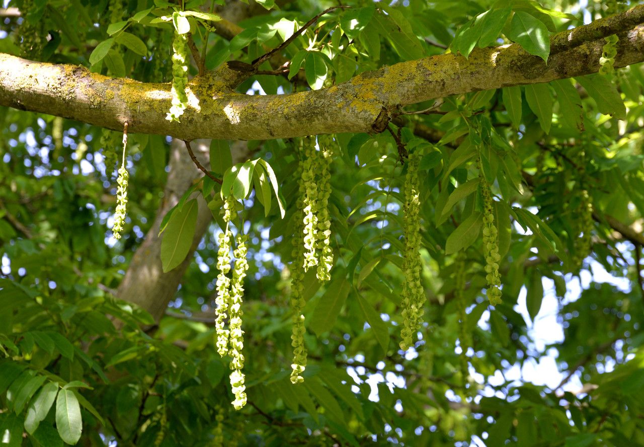 Pterocarya × rehderiana flower
