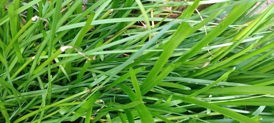 Zephyranthes Candida