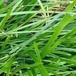 Zephyranthes Candida