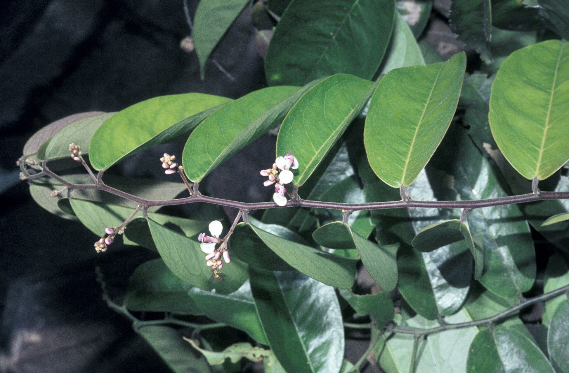 Securidaca paniculata — houseplant care guide