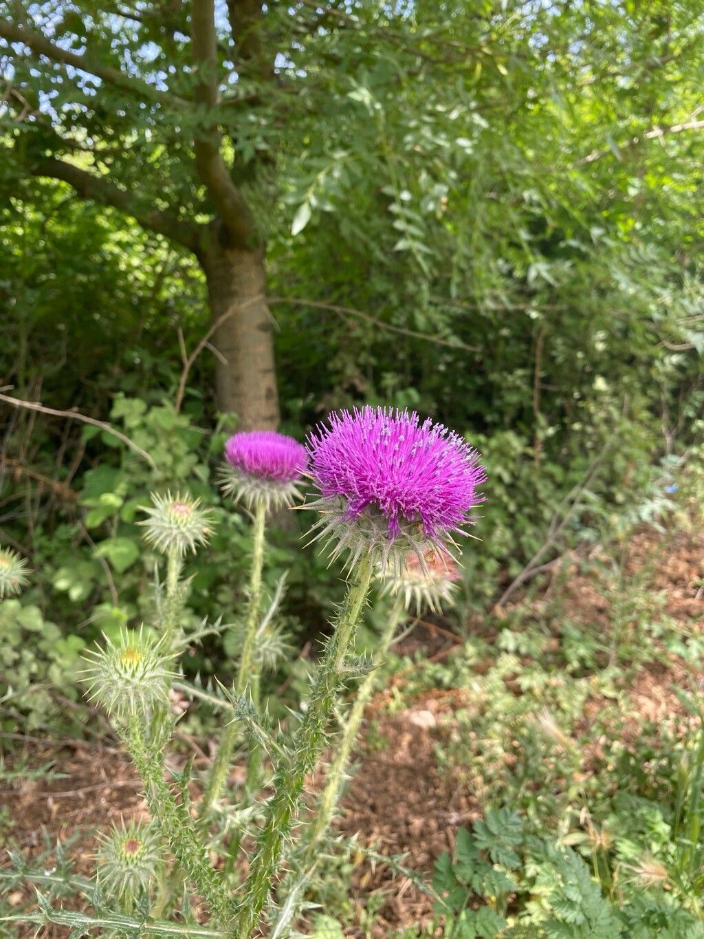 Onopordum carduiforme — houseplant care guide