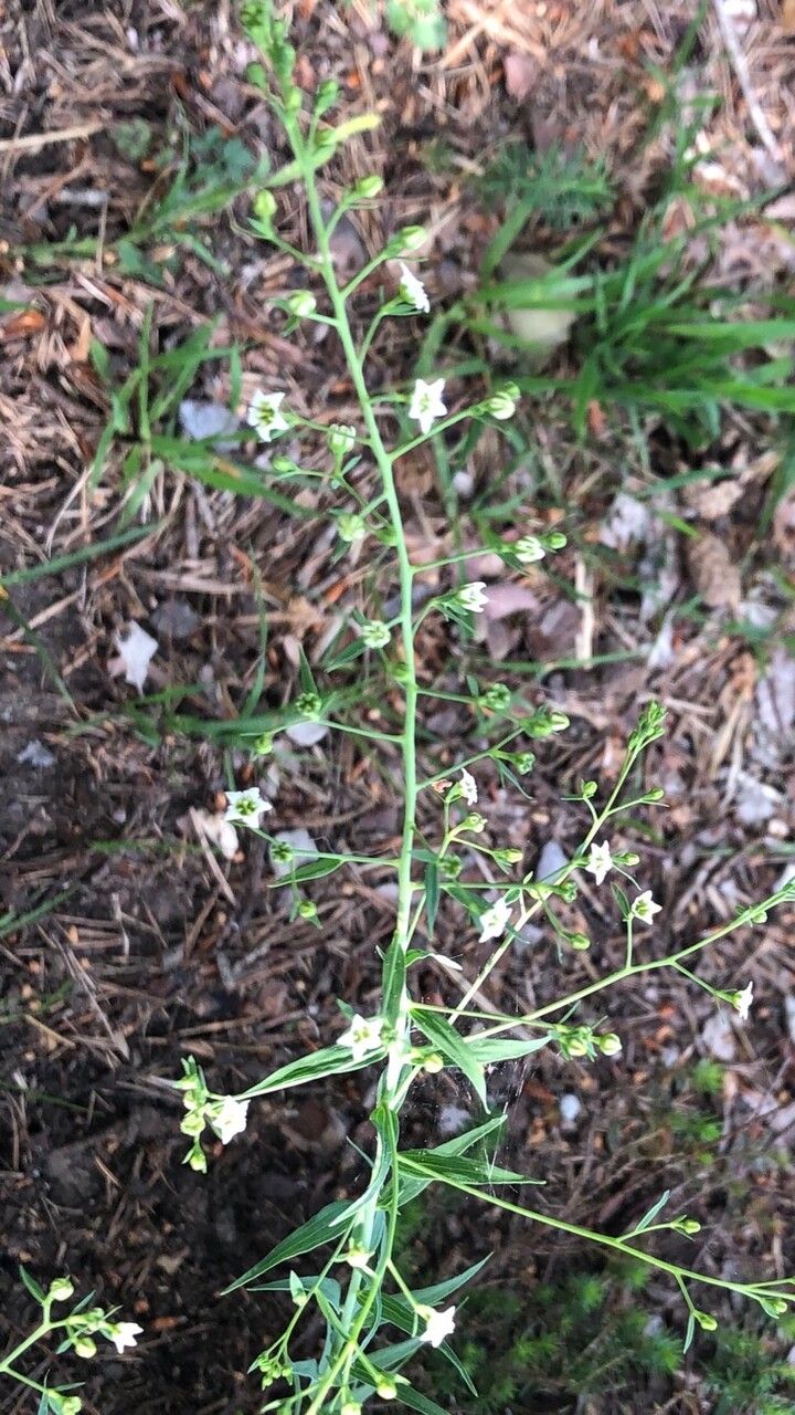 Thesium bavarum flower