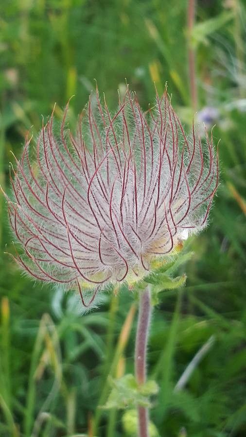 Geum montanum fruit
