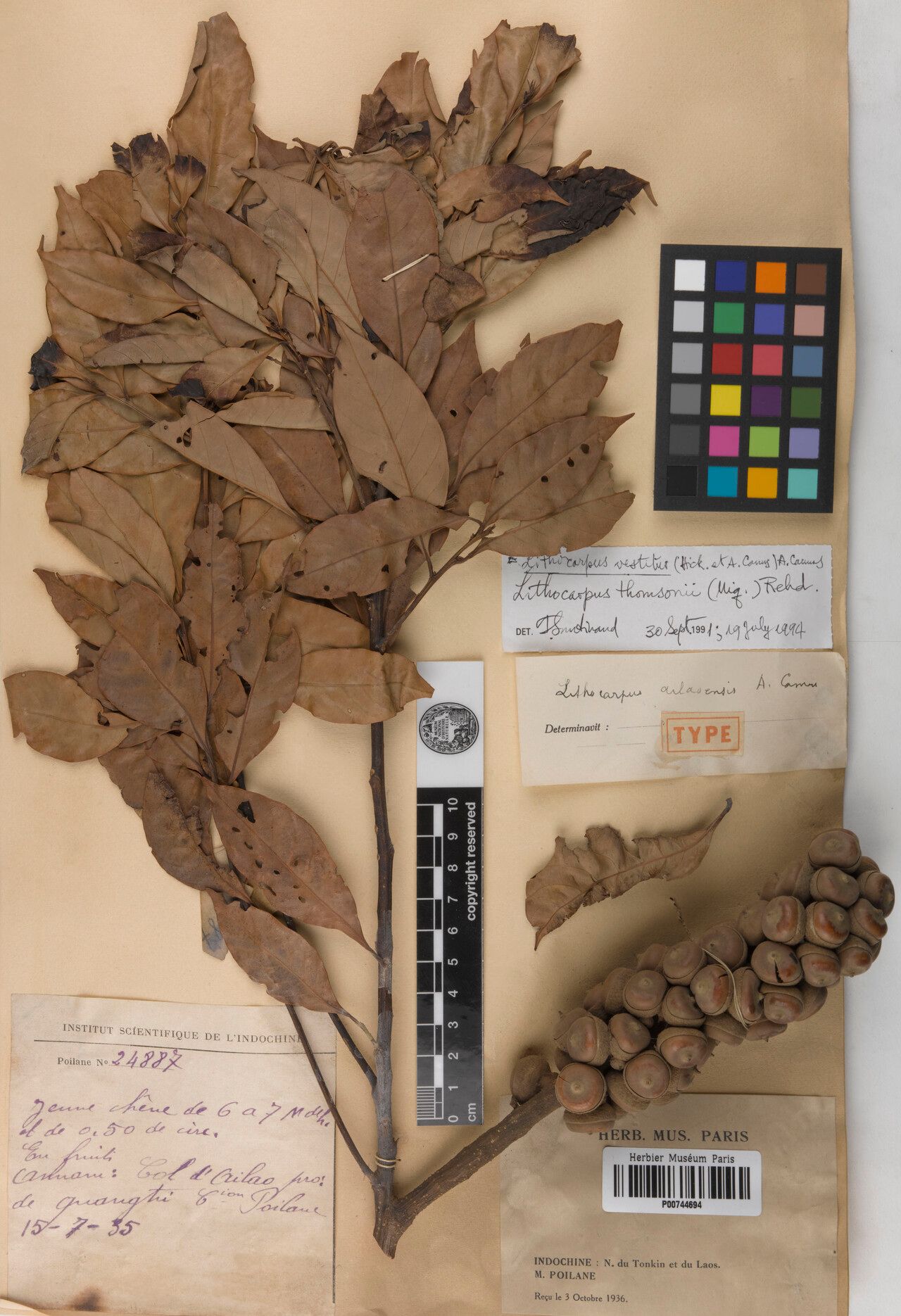 Lithocarpus ailaoensis