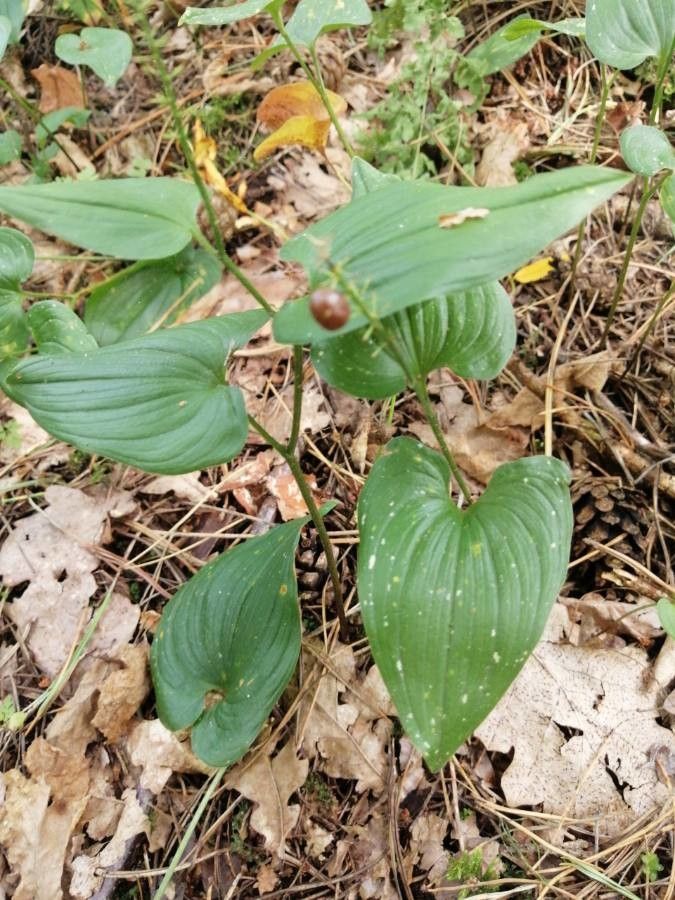 Maianthemum bifolium fruit