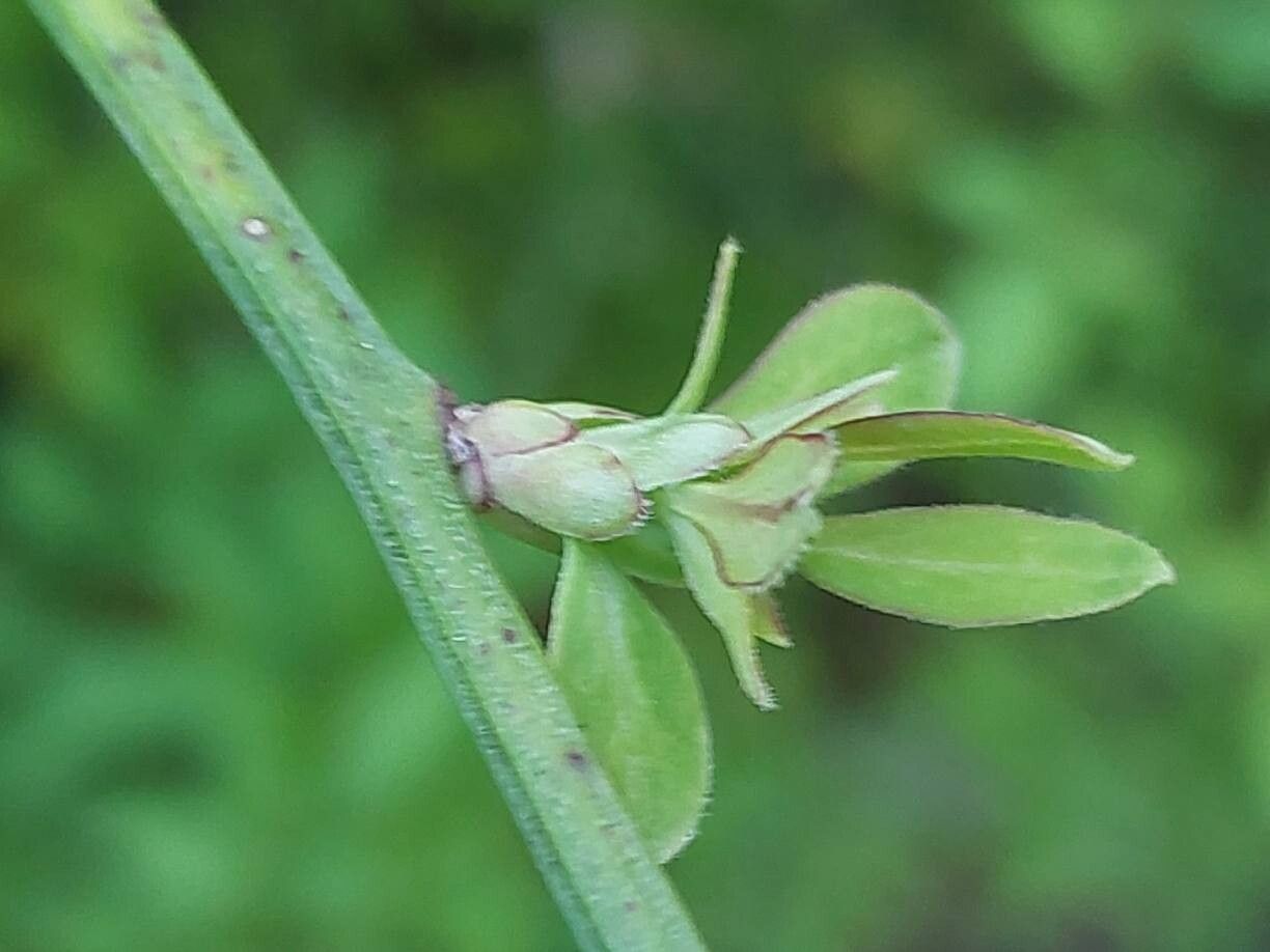 Jasminum waitzianum other