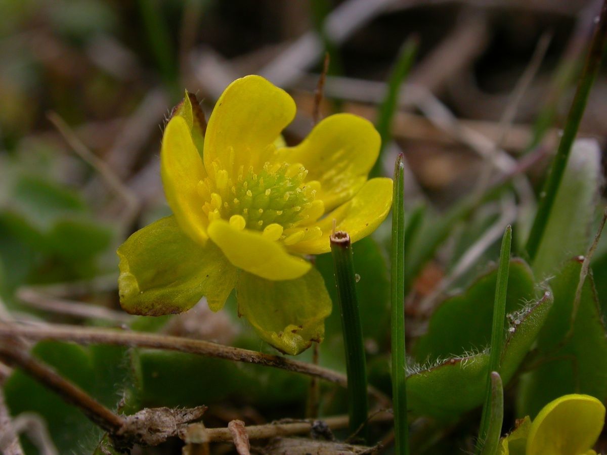 Ranunculus pulchellus — houseplant care guide